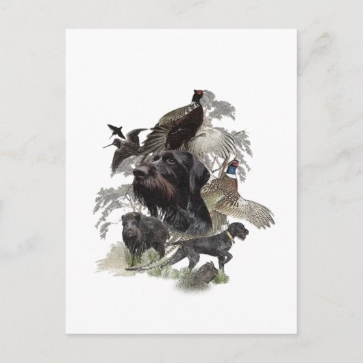 Drahthaar Pointer, Jagd im Freien Postkarte (Vorderseite)