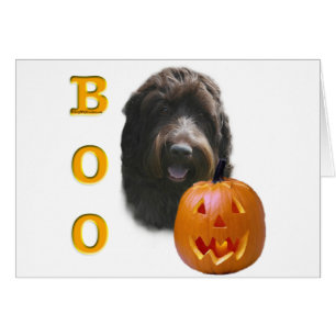 Drahthaar Pointing Griffon Boo