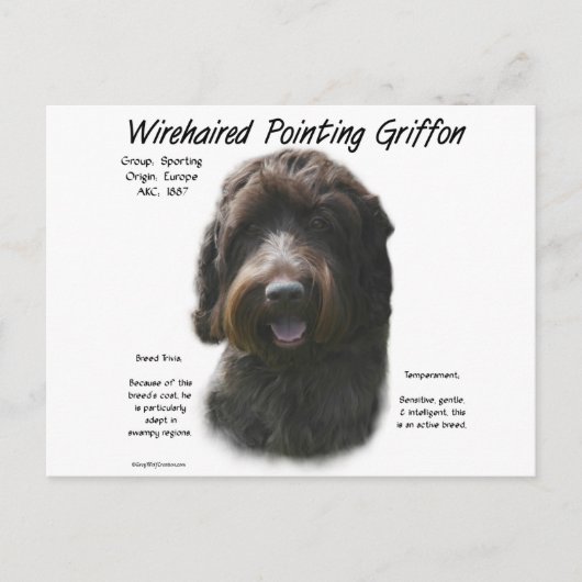 Drahthaar Pointing Griffon History Design Postkarte (Vorderseite)