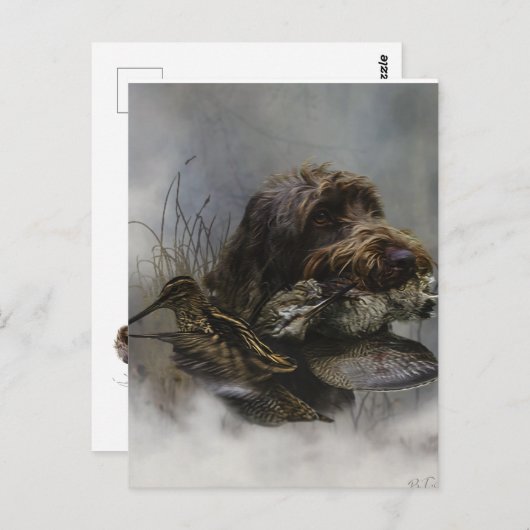 Drahthaar Pointing Griffon, Jagd auf Holzhaken Postkarte (Vorne/Hinten)