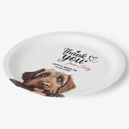 Drahthaar Pointing Griffon Pappteller (Schrägansicht)