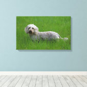 Drahthaarige Standard-Dackel im Gras Leinwanddruck (Insitu (Holzboden))