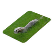 Drahthaarige Standard-Dackel im Gras Magnet (Linke Seite)