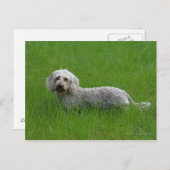 Drahthaarige Standard-Dackel im Gras Postkarte (Vorne/Hinten)