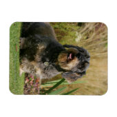 Drahthaarige Standard-Dackel Magnet (Horizontal)