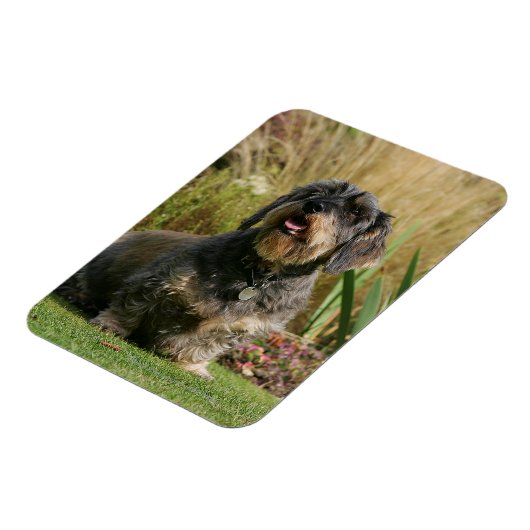 Drahthaarige Standard-Dackel Magnet (Linke Seite)