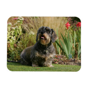 Drahthaarige Standard-Dackel Magnet