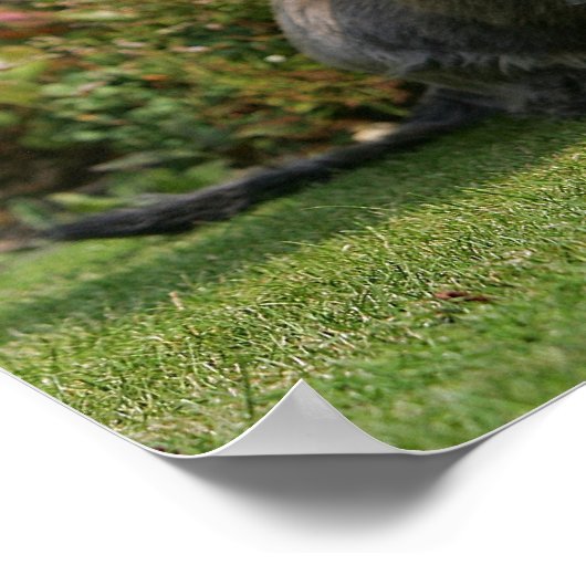 Drahthaarige Standard-Dackel Poster (Ecke)