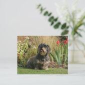 Drahthaarige Standard-Dackel Postkarte (Stehend Vorderseite)