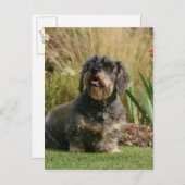 Drahthaarige Standard-Dackel Postkarte (Vorne/Hinten)