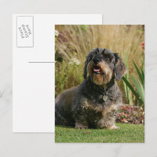 Drahthaarige Standard-Dackel Postkarte (Vorne/Hinten)