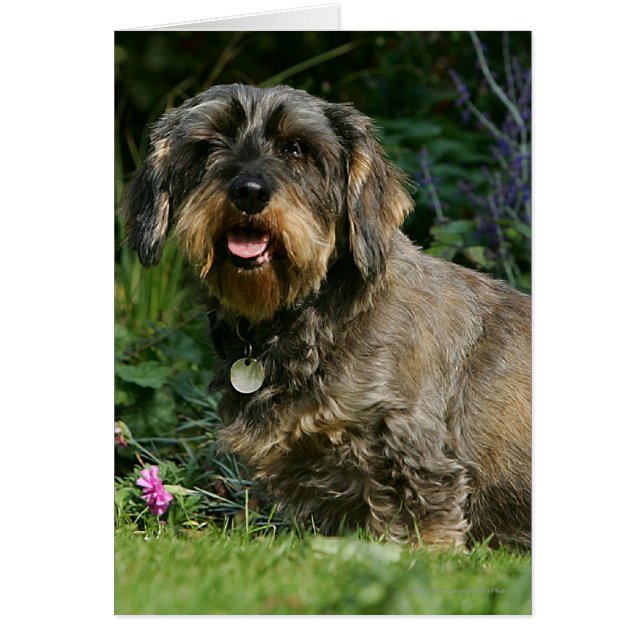 Drahthaarige Standardsitze für die Dackel (Vorne)