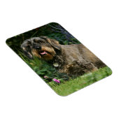 Drahthaarige Standardsitze für die Dackel Magnet (Rechte Seite)