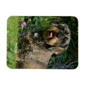 Drahthaarige Standardsitze für die Dackel Magnet (Horizontal)