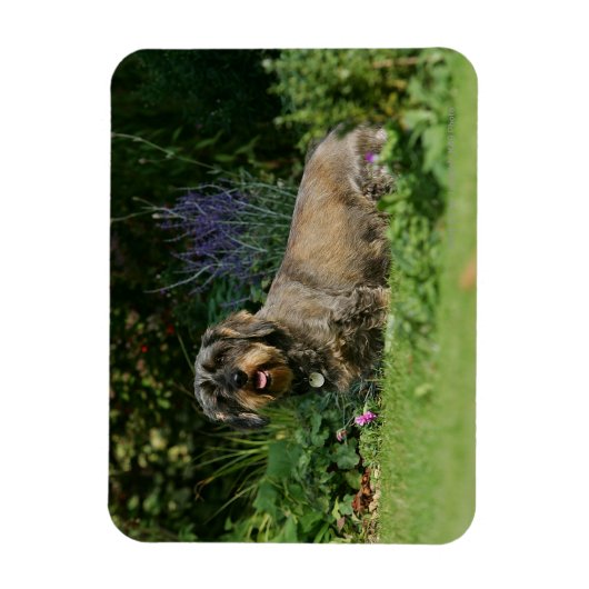 Drahthaarige Standardsitze für die Dackel Magnet (Vertikal)