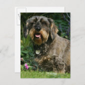 Drahthaarige Standardsitze für die Dackel Postkarte (Vorne/Hinten)