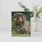 Drahthaarige Standardsitze für die Dackel Postkarte (Stehend Vorderseite)