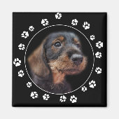 Drahthaarterrier Dackel Puppy Paw Prints Magnet (Vorne)