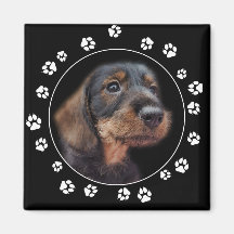 Drahthaarterrier Dackel Puppy Paw Prints