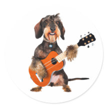 Drahthaarterrier Dackel Spielen Acoustic Gitarre