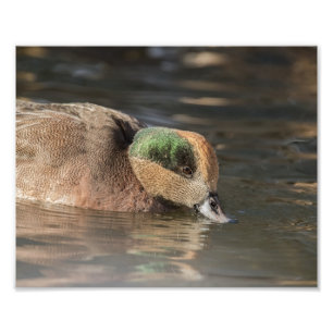 Drake American Wigeon Duck Fotodruck