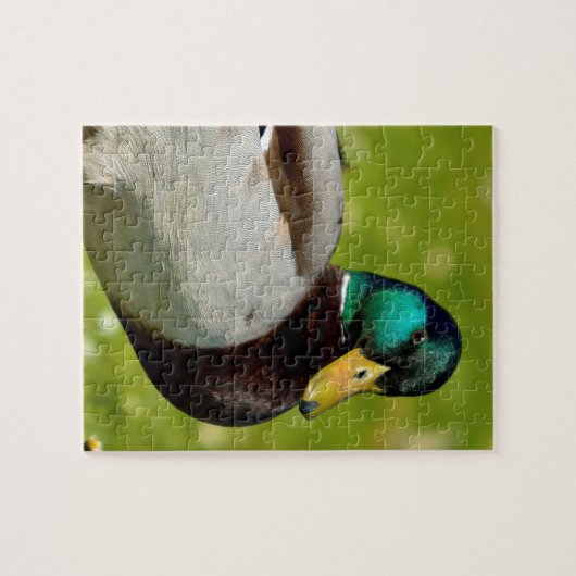 Drake mallard auf Gras Puzzle (Horizontal)