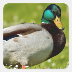 Drake mallard auf Gras Quadratischer Aufkleber