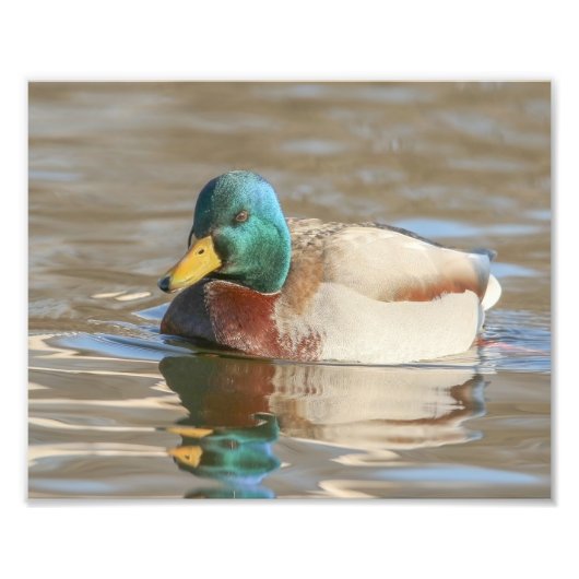 Drake Mallard Duck Fotografie (Vorne)