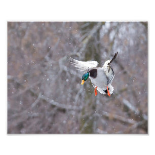 Drake Mallard Duck in Snow Fotografie Print