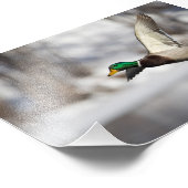 Drake mallard Ente im Flug: Foto Print (Ecke)