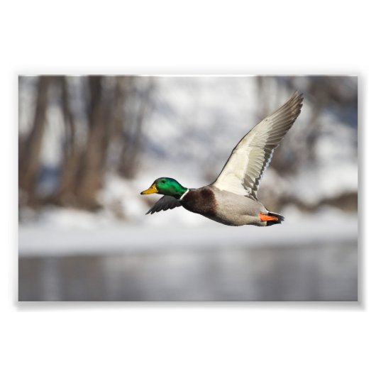 Drake mallard Ente im Flug: Foto Print (Vorne)