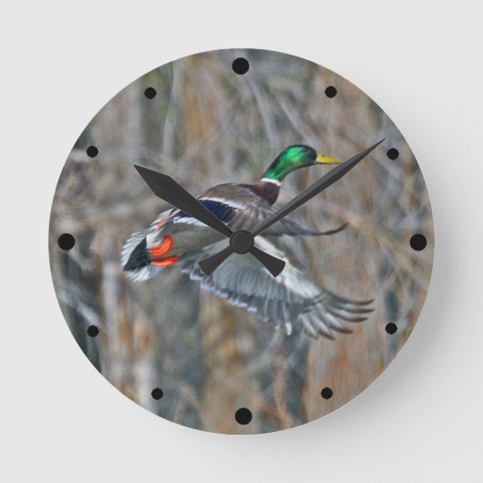 Drake mallard runde wanduhr (Vorderseite)