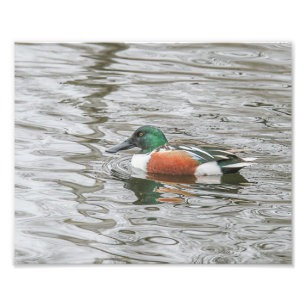 Drake Northern Shoveler in geflutetem Wasser Fotodruck