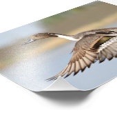 Drake Pintail Duck Start in Flug Fotodruck (Ecke)