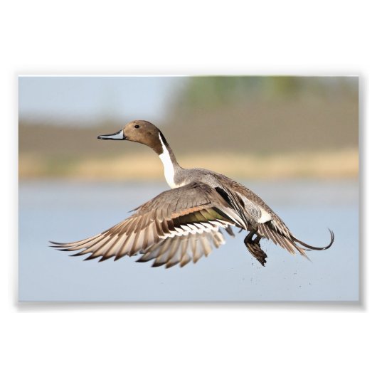 Drake Pintail Duck Start in Flug Fotodruck (Vorne)