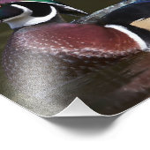 Drake Wood Duck in vollen Farben gekleidet Fotodruck (Ecke)