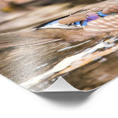Drake Wood Duck "Secluded Poster" Fotodruck (Ecke)