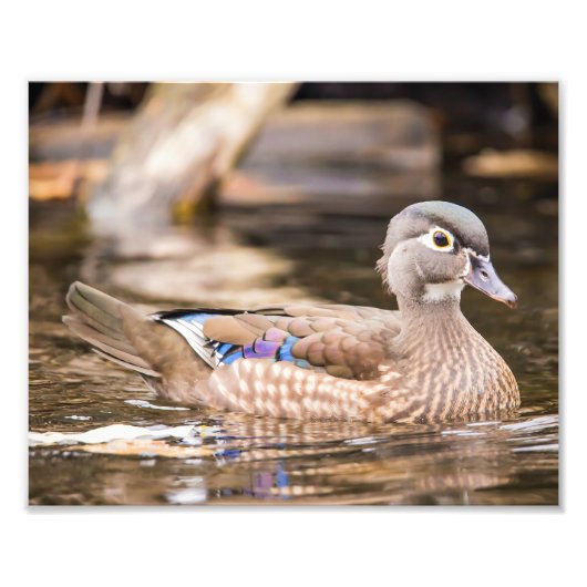 Drake Wood Duck "Secluded Poster" Fotodruck (Vorne)