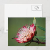 Drakensberg Sugarbush (Protea Dracomontana) Postkarte (Vorne/Hinten)
