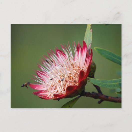 Drakensberg Sugarbush (Protea Dracomontana) Postkarte (Vorderseite)