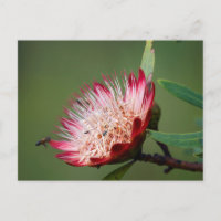 Drakensberg Sugarbush (Protea Dracomontana)