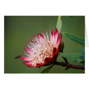 Drakensberg-Zuckerbusch (Protea Dracomontana)