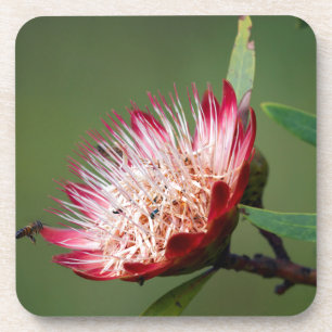 Drakensberg-Zuckerbusch (Protea Dracomontana) Getränkeuntersetzer