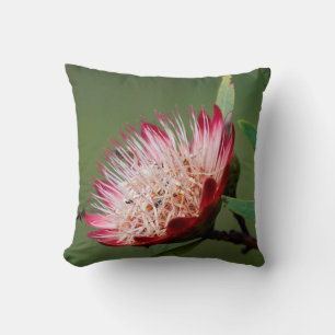 Drakensberg-Zuckerbusch (Protea Dracomontana) Kissen
