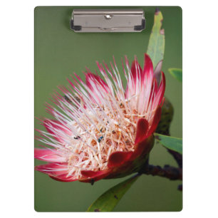 Drakensberg-Zuckerbusch (Protea Dracomontana) Klemmbrett