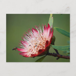 Drakensberg-Zuckerbusch (Protea Dracomontana) Postkarte