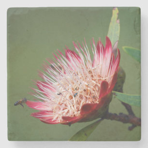 Drakensberg-Zuckerbusch (Protea Dracomontana) Steinuntersetzer
