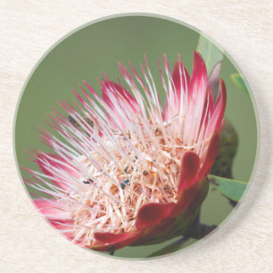 Drakensberg-Zuckerbusch (Protea Dracomontana) Untersetzer