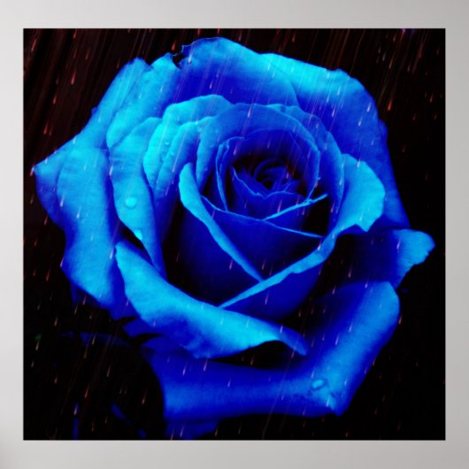 Drama der Blue Rose Poster Print (Vorne)