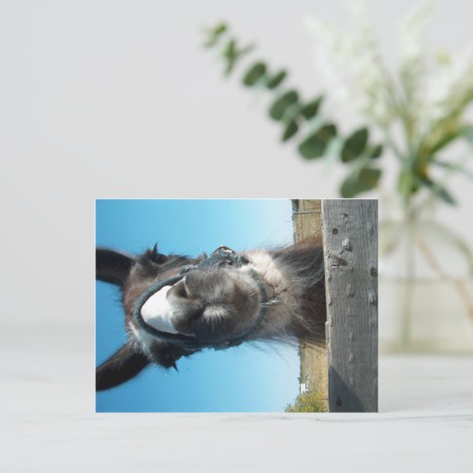 Drama Llama Postkarte (Stehend Vorderseite)